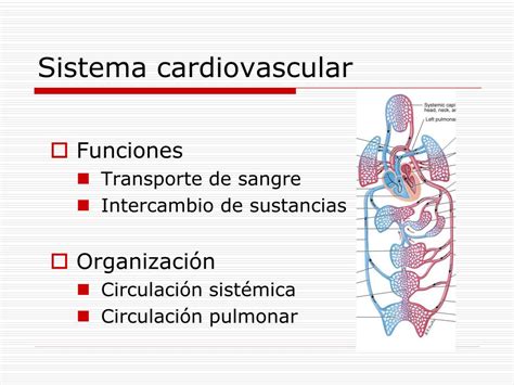 Ppt El Sistema Cardiovascular I Powerpoint Presentation Free