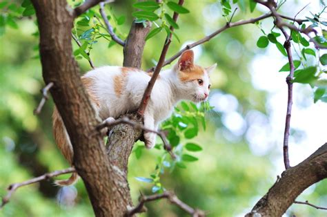 Chat Coincé Dans Un Arbre Qui Appeler - Pourquoi les chats restent-ils coincés dans les arbres
