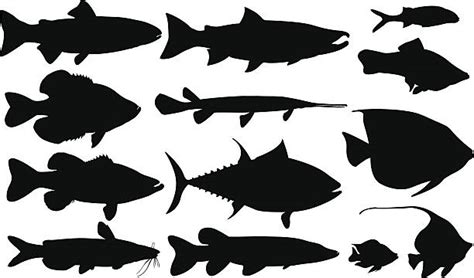 Download Saltwater Fish Illustrations, Royalty-Free Vector Graphics & Clip Art - iStock