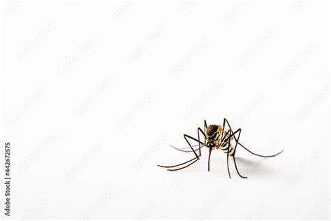 Mosquito Culicidae Macro Close Up On An Isolated White Background Aedes