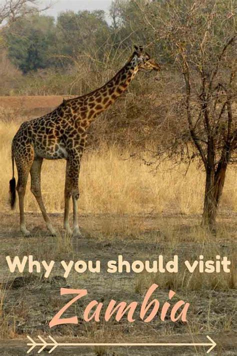 Why Visit Zambia An Answer In Pictures Africa Travel Visit Africa