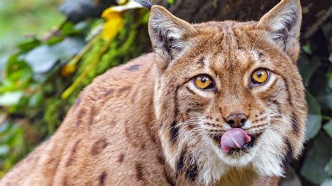Download Wallpaper 1920x1080 Lynx Protruding Tongue Big Cat Animal