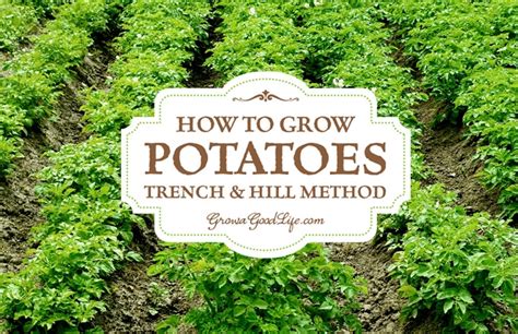 How To Grow Potatoes Trench And Hill Method