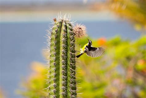 Captus, por su parte, es una incorrección que es preciso evitar. Cactus | Características, tipos, cuidados, beneficios ...