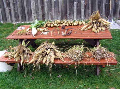 Just Harvest Some Rare Edible Tubers Redneckacres