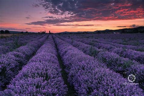 Lavender Lavender Field At Sunset Paisagem Flores Inspiração