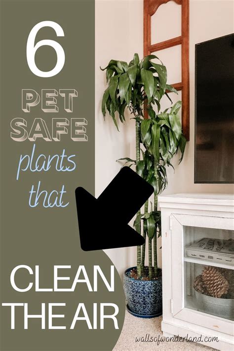 Top 10 Nasa Approved Houseplants For Improving Indoor Air Quality Artofit