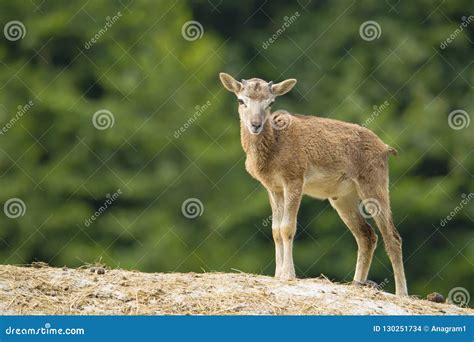 Baby Mouflon Standing On A Hill Stock Photo Image Of Ovis Animals