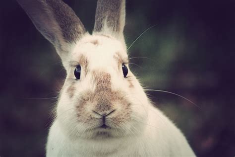 Portrait Of A Rabbit Via Lapin Lune Photography Rabbit Photography