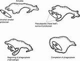 Clipart Protist Cliparts Library Amoeba Line sketch template