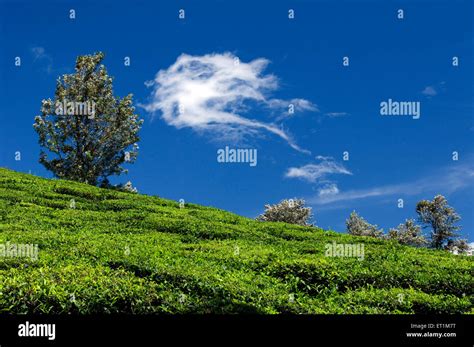 A Landscape Of Tea Plantations On Slope Of The Mountain Munnar Kerala