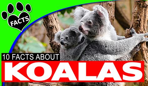 Giraffe facts for kids fun facts about giraffes animals and pets baby animals funny animals cute animals wild animals especie animal animal facts. Koala Fun Facts for Kids - Australian Animals - Animal Facts