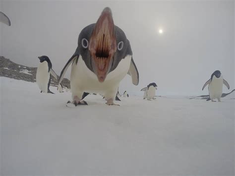 Psbattle This Terrifying Penguin Rphotoshopbattles