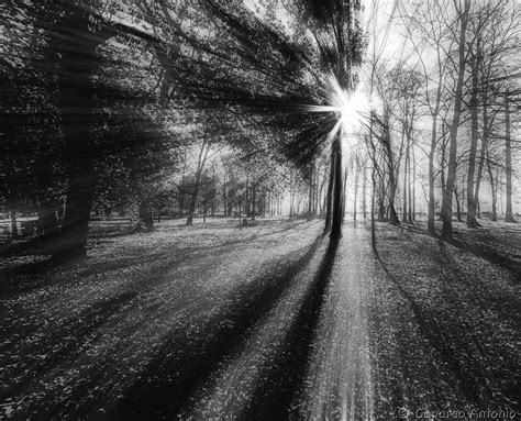 Nella foto in bianco e nero le forme emergono maggiormente grazie ai passaggi chiaroscurali attraverso toni di grigio. Alberi in bianco e nero | Sprea Fotografia