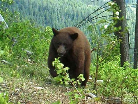 Idaho Bear Hunts Spring Black Bear Hunting Guides Outfitters