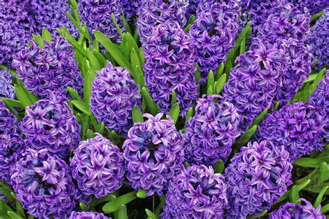 Purple Hyacinth Flowers Keukenhof Gardens Lisse Netherlands Holland