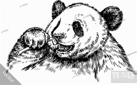Black And White Engrave Ink Hand Draw Vector Panda Illustration Stock