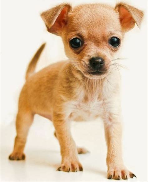 7 Surprising Facts About The Teacup Chihuahua You Didnt Know