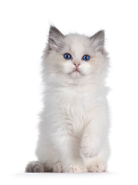 4500 Ragdoll Baby Cats Stock Photos Pictures And Royalty Free Images