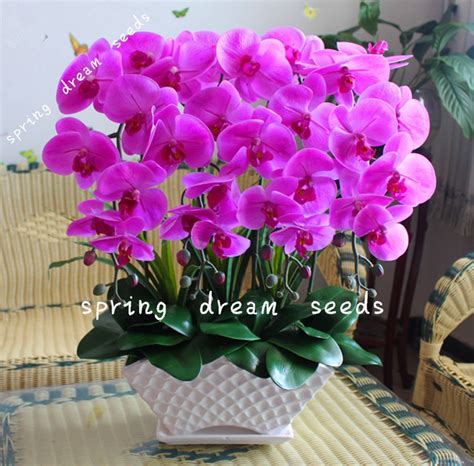 100pcs Orchid Seed Flower Seeds For Home Garden Phalaenopsis Orchid Seeds Orquidea Semente