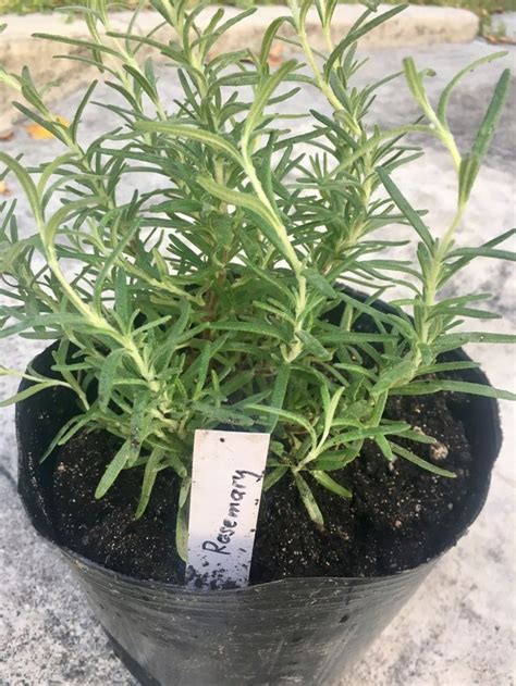 Here S How You Can Grow Rosemary In The Tropics Growing Rosemary