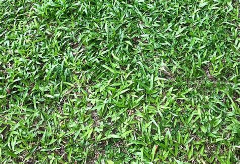 Zoysia Grass Problems And How To Address Them Obsessed Lawn