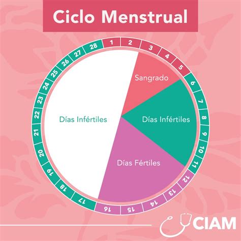 Etapas Del Ciclo Menstrual Dinami Vrogue Co