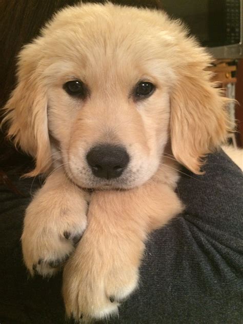 Adorable Golden Retriever Pup