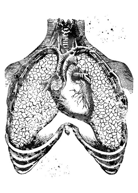 Black And White Art Human Heart And Lungs Digital Art By Rowlette Nixon
