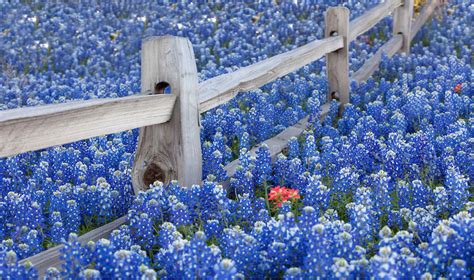 Blue ridge wildflower seed paintbrush postcard wildflower trading company. Make Room for the Indian Paintbrush