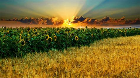 Wheat Field And Sunflowers Field Under Black Yellow Clouds Blue Sky