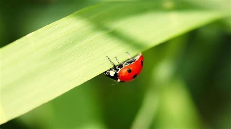 Focus Photography Of Lady Bird On Green Leaf Hd Wallpaper Wallpaper Flare