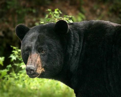 Free Picture Big Black Bear Details Ursus Americanus