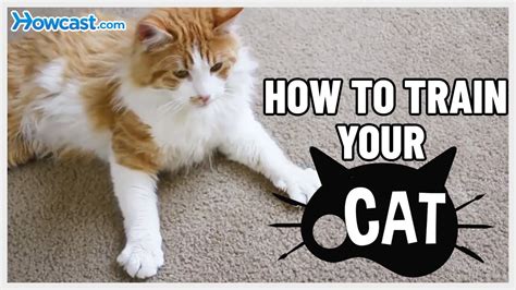 How To Train Your Cat Youtube