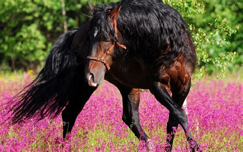 Long Haired Black Cats In A Feild Of Flowers Bing Images Horses
