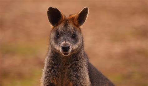 The official instagram of the #wallabies. The swamp wallaby has got everyone crying "panther ...