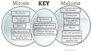 Meiosis Vs Mitosis Venn Diagram Wiring Diagram List My XXX Hot Girl