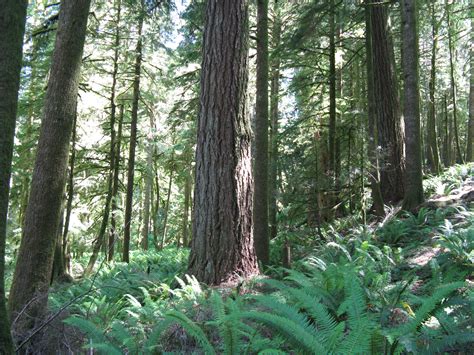 5 Reasons To Take Action For Your Backyard Forests