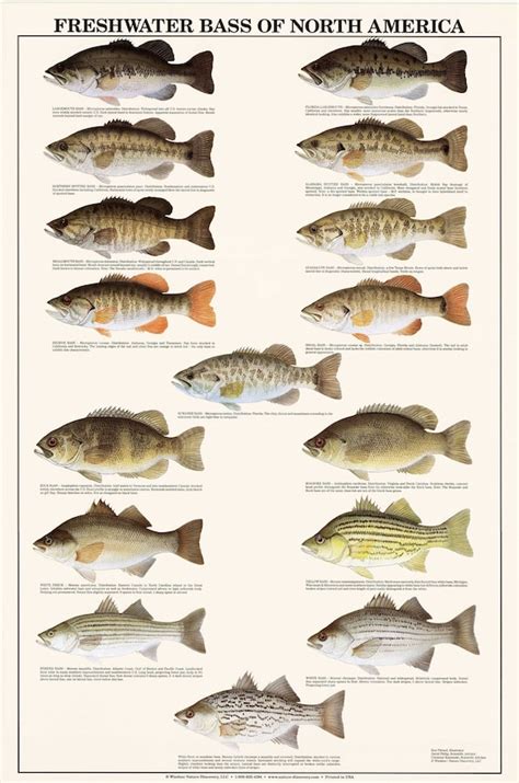 Fish Poster Freshwater Bass Identification Of North America Etsy