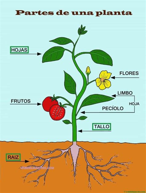 Partes De Una Planta Para Niños De Primaria Web Del Maestro Plants