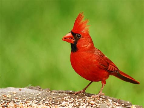 The Official State Bird Of All 50 States