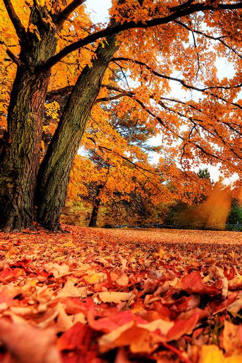 Maple Tree Wallpaper Autumn Falling Leaves Live 640x960 Wallpaper