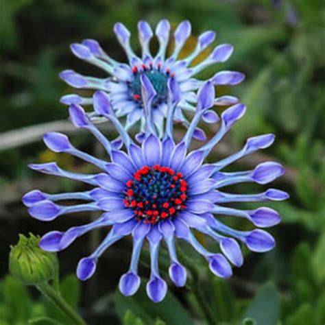 50100 Rare Blue Daisy Plants Flower Seeds Garden Plantus Etsy