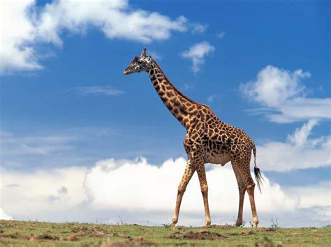 AfriŠke Živali Žirafa Giraffa Camelopardalis