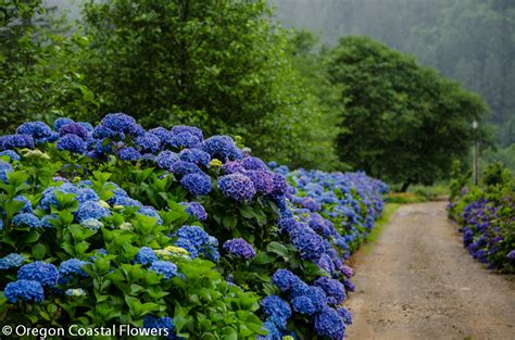 Are you searching for purple lavender png images or vector? Oregon Coastal Hydrangea Flowers in Blue, White, Purple ...