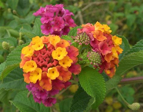 There are tons of other amazing types of outdoor to make a stunning flower display, you'll want to plant three types of plants: Easy Recipes for Window Boxes in Shade | Lantana flower ...