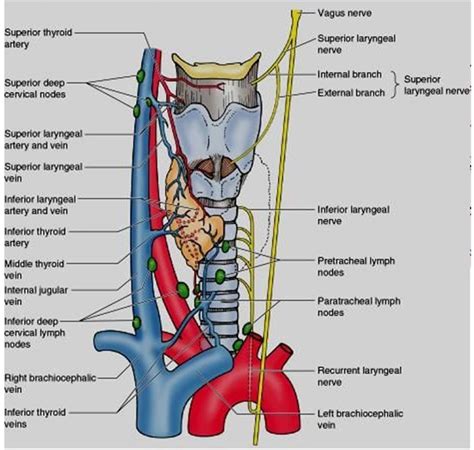 Blood Vessels Nerves And Lymph Vessels Of The Larynx Download