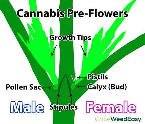Cannabis Pre Flowers How To Reveal Gender Sooner Pěstujte Jednoduše