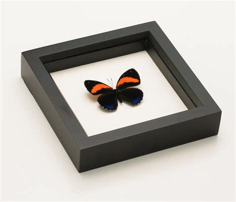 Real Butterfly Framed Wall Art 88 Butterfly Bug Under Glass