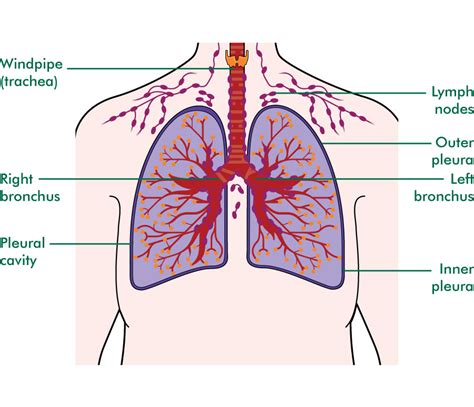 Lung Lymph Nodes Diagram